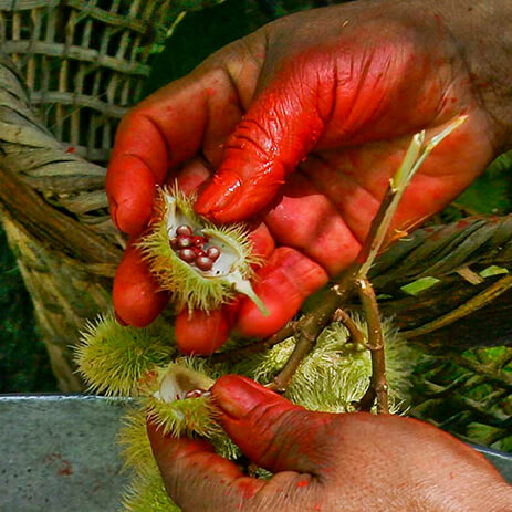 ACHIOTE 2_mosaico galeria_MG_3860.jpg